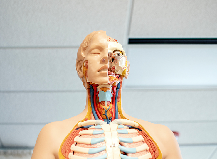 Anatomical skeleton with skin, muscles, and bone layers at LECOM